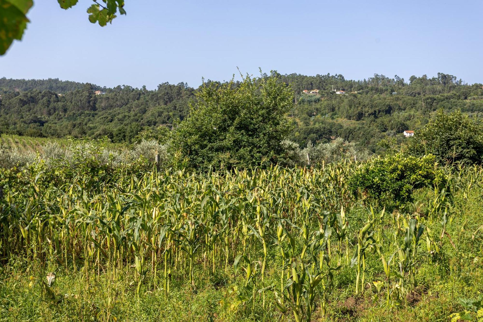 Quinta Da Comenda Sao Pedro do Sul Bagian luar foto
